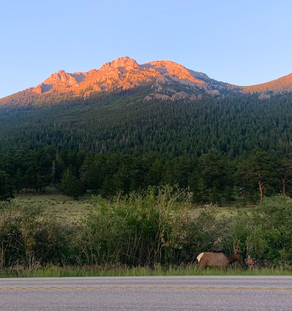 Elk outside of Rocky Mountain National Park