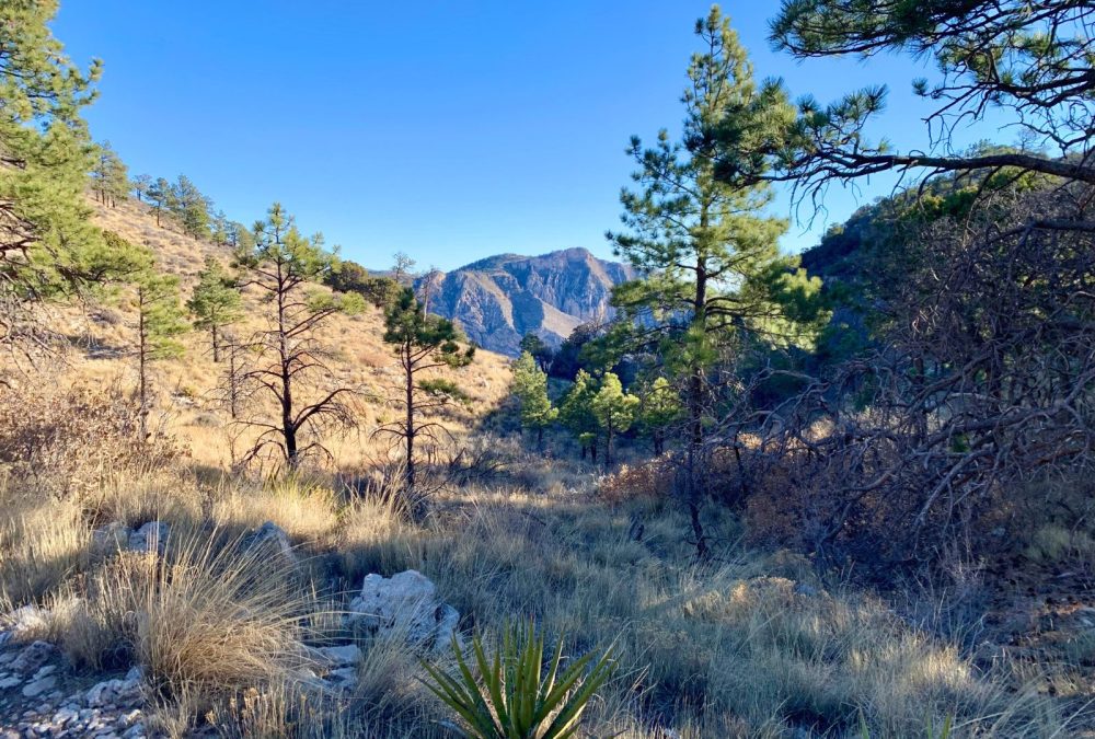 On of the best things to do in Guadalupe Mountains National Park is hike to Guadalupe Peak