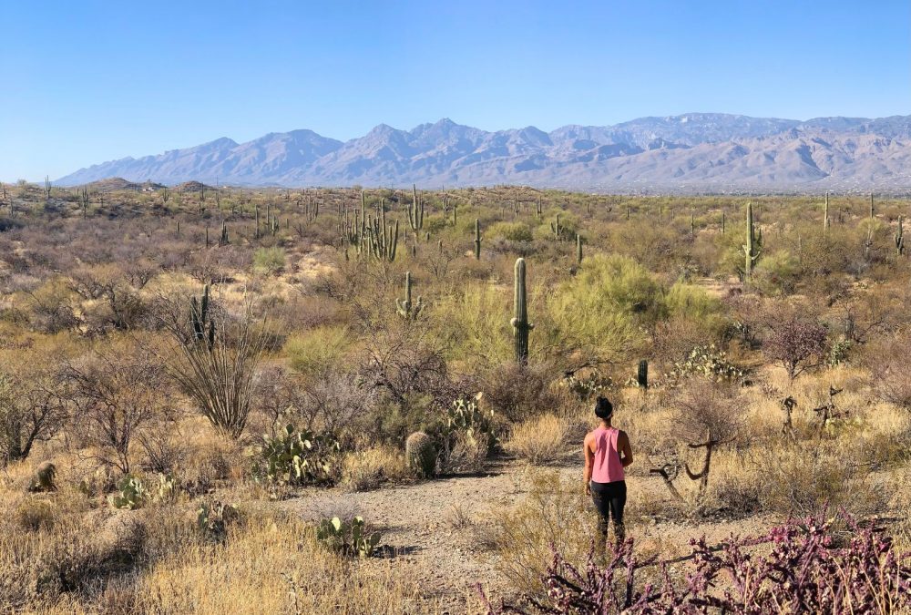The best hikes in Saguaro National Park East