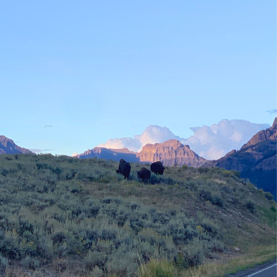 Bison in Lamar Valley during the sunset