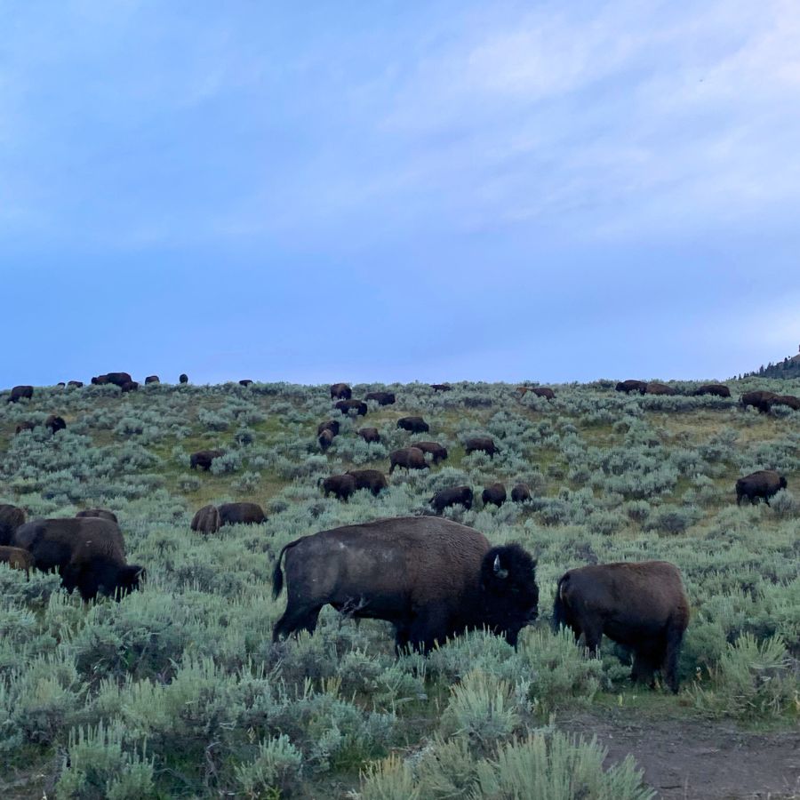 Herd of buffalo or bison in Yellowstone Lamar Valley