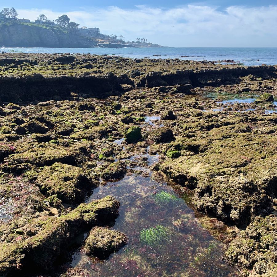 La Jolla Shores Beach