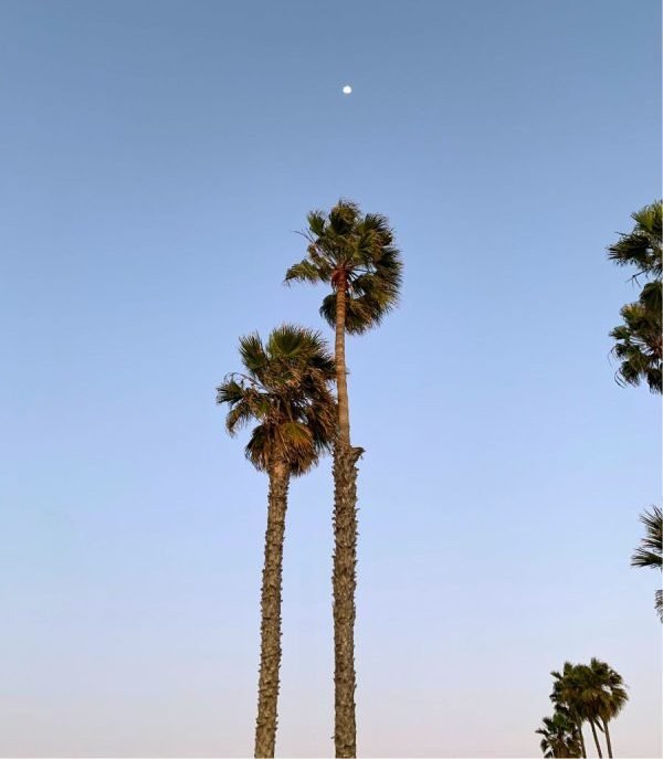 Palm trees in San Diego sunset