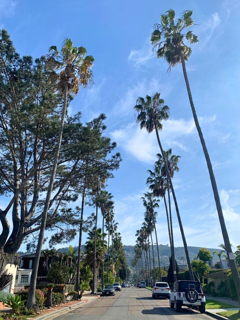 Palm trees on the road in San Diego
