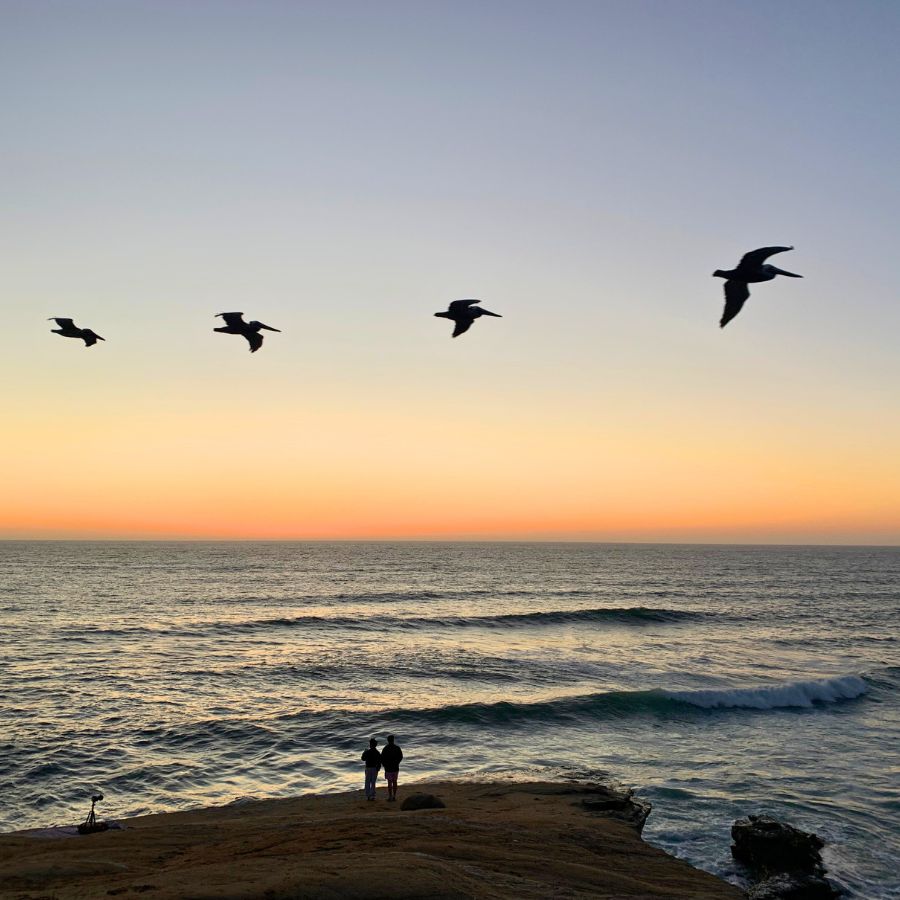 Pelicans over sunset cliffs in San Diego