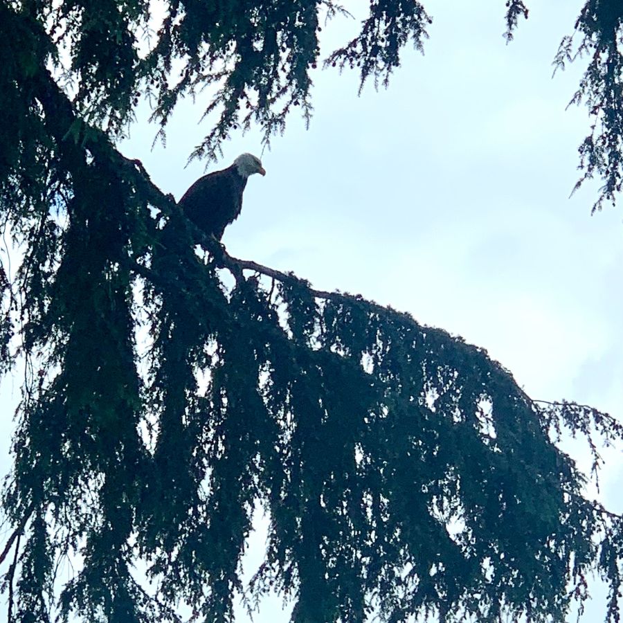 Bald Eagle on Bainbridge Island
