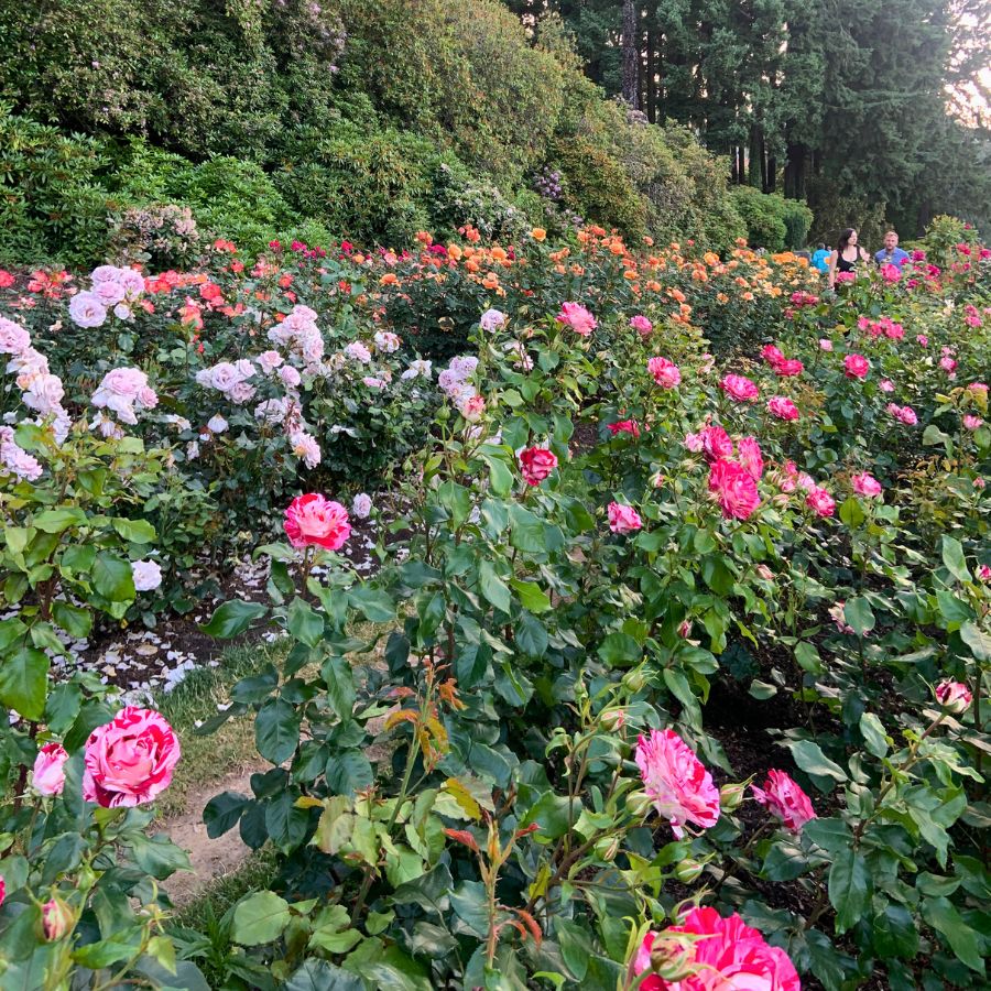 Fee rose garden in Washington Park in Portland