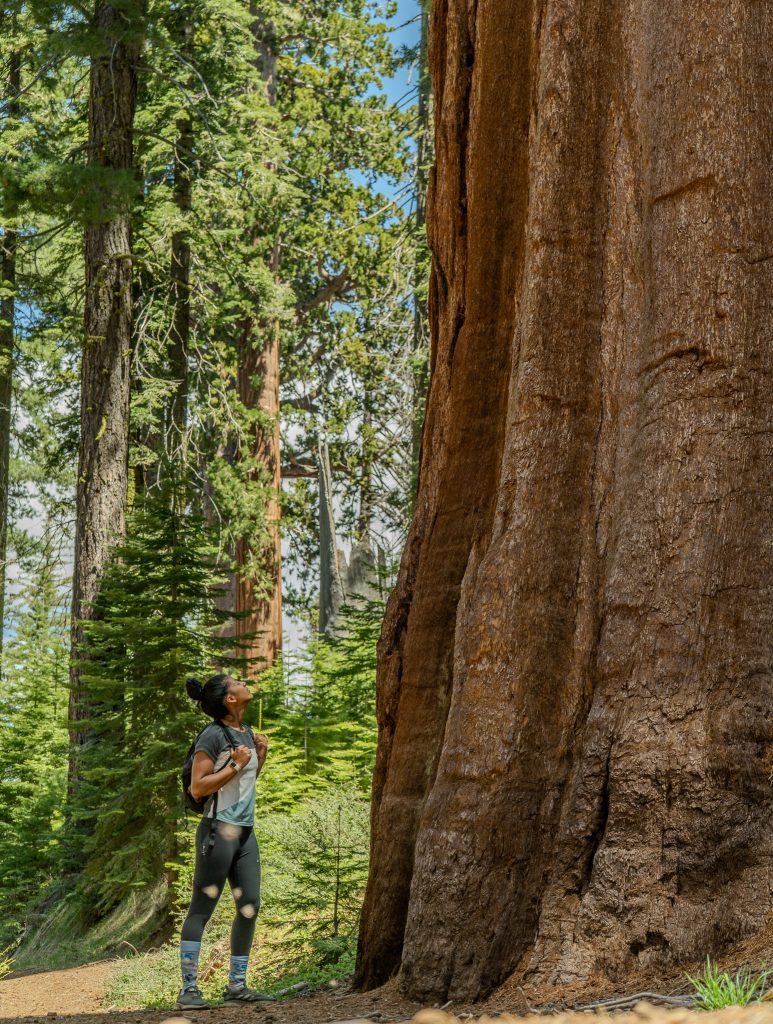 Giant Sequoia and person in Mariposa Grove of Giant Sequoias