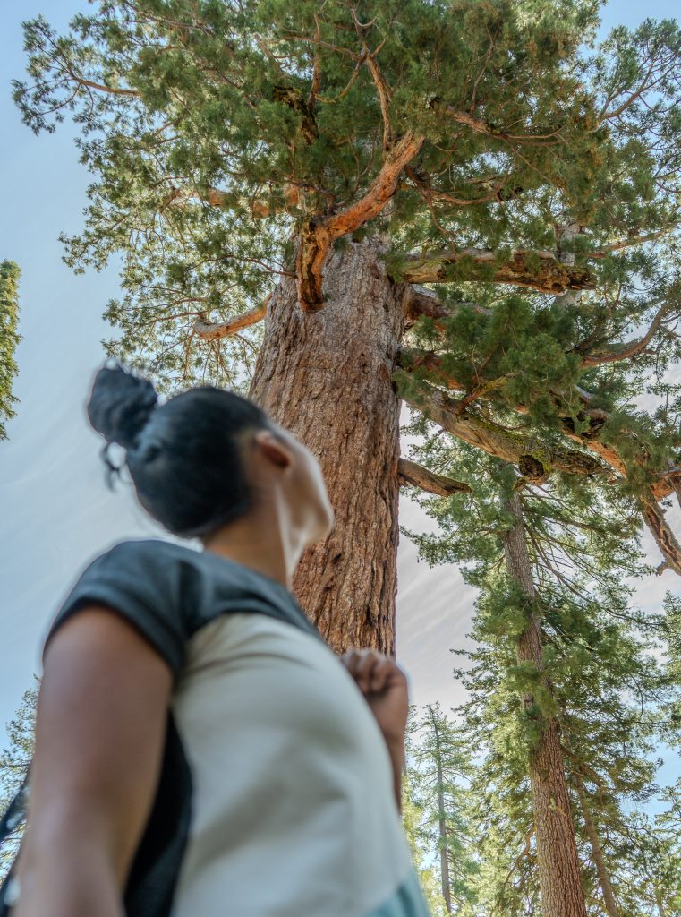 Grizzly Giant in Mariposa Grove of Giant Sequoias