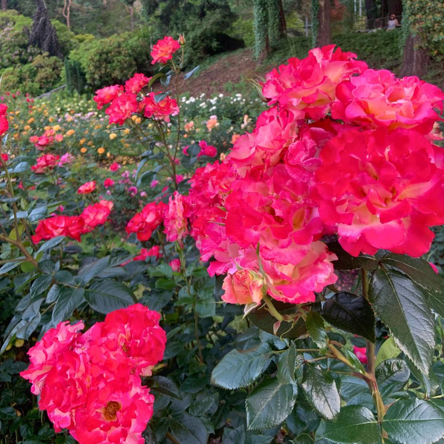 Red roses in Portland Rose Garden