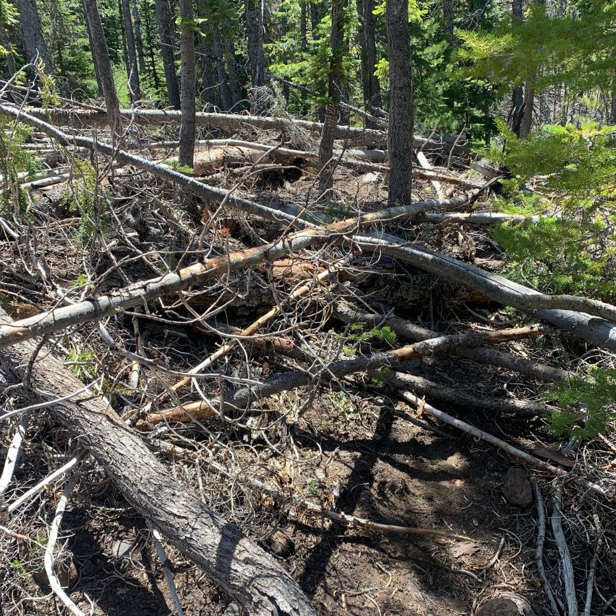 Trail to Upper Chush Falls