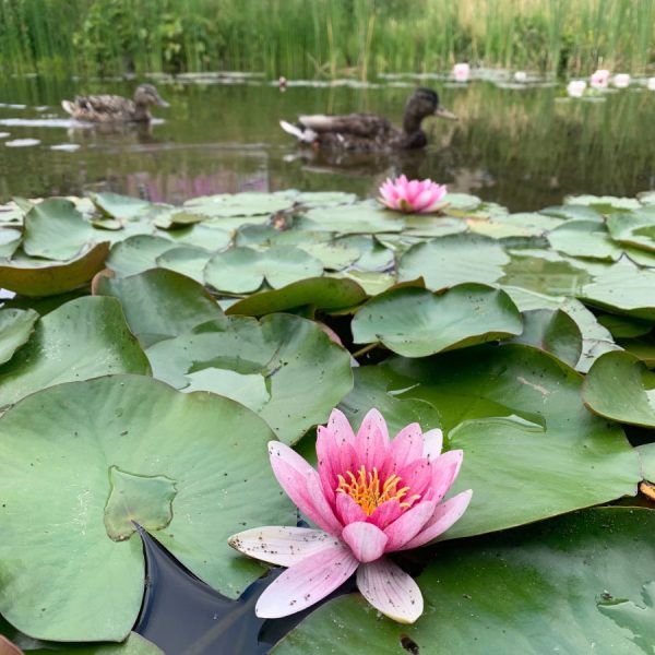 Water lily pond in Tanner Springs Park in Portland Oregon