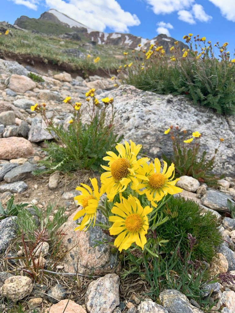 Alpine flowers in Colorado