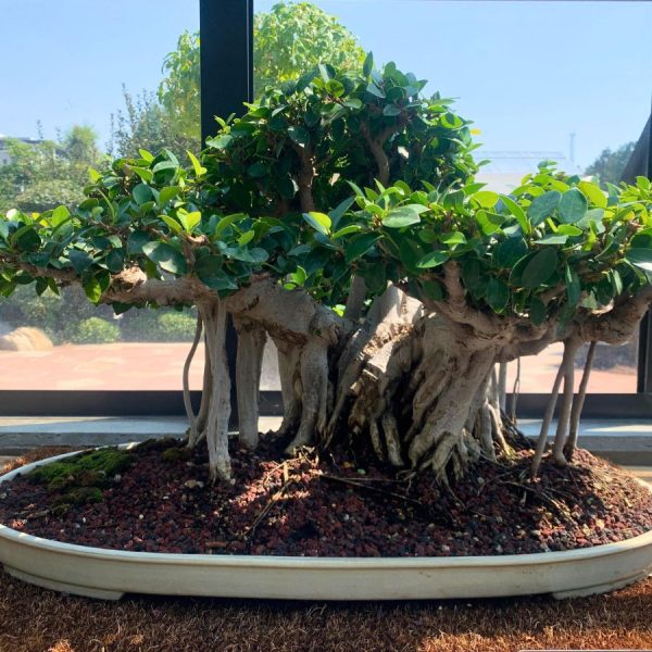 Bonsai tree in the Denver Botanic Gardens