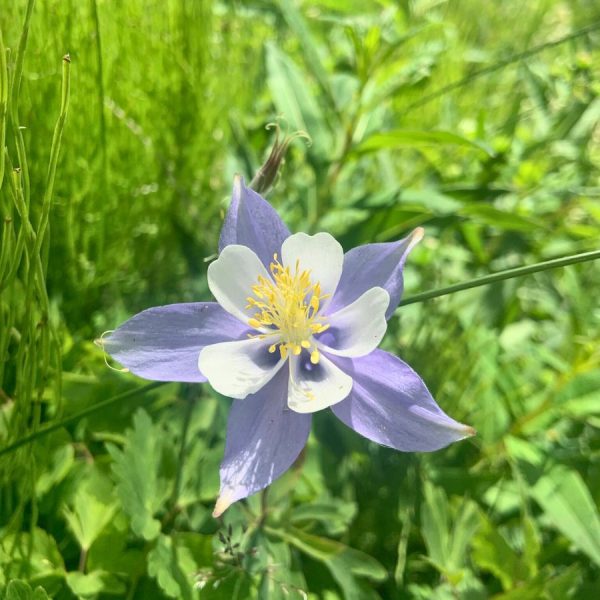 Colorado State Flower the Columbine