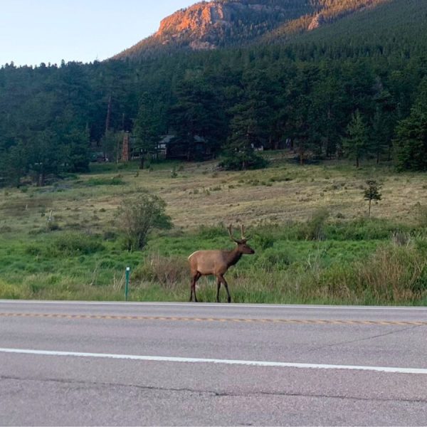Elk on the road near Estes Park