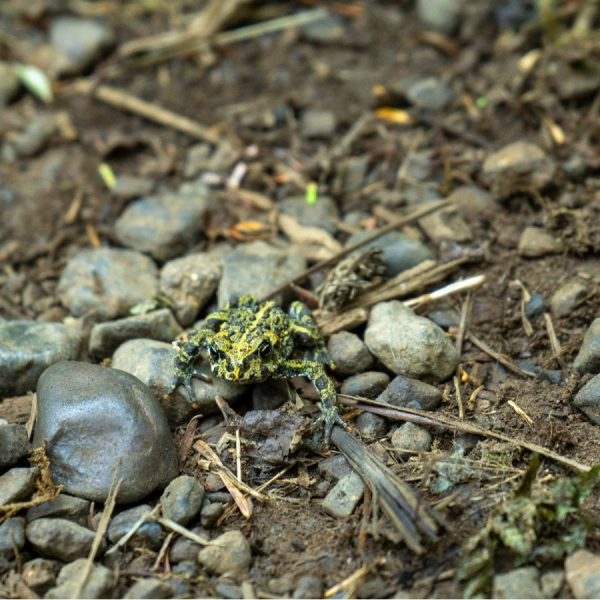 Frog in Olympic National Park Rain Forest
