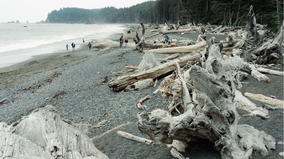Giant logs on Rialto Beach Washington