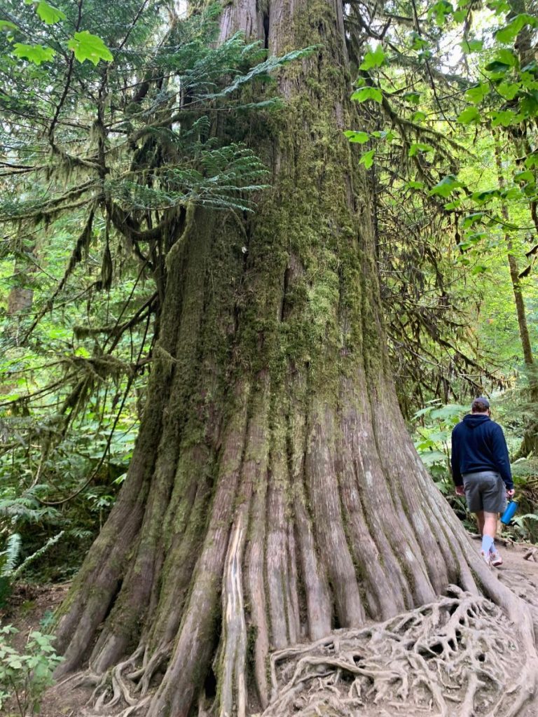 Giant old tree in Forest close to Marymere Falls
