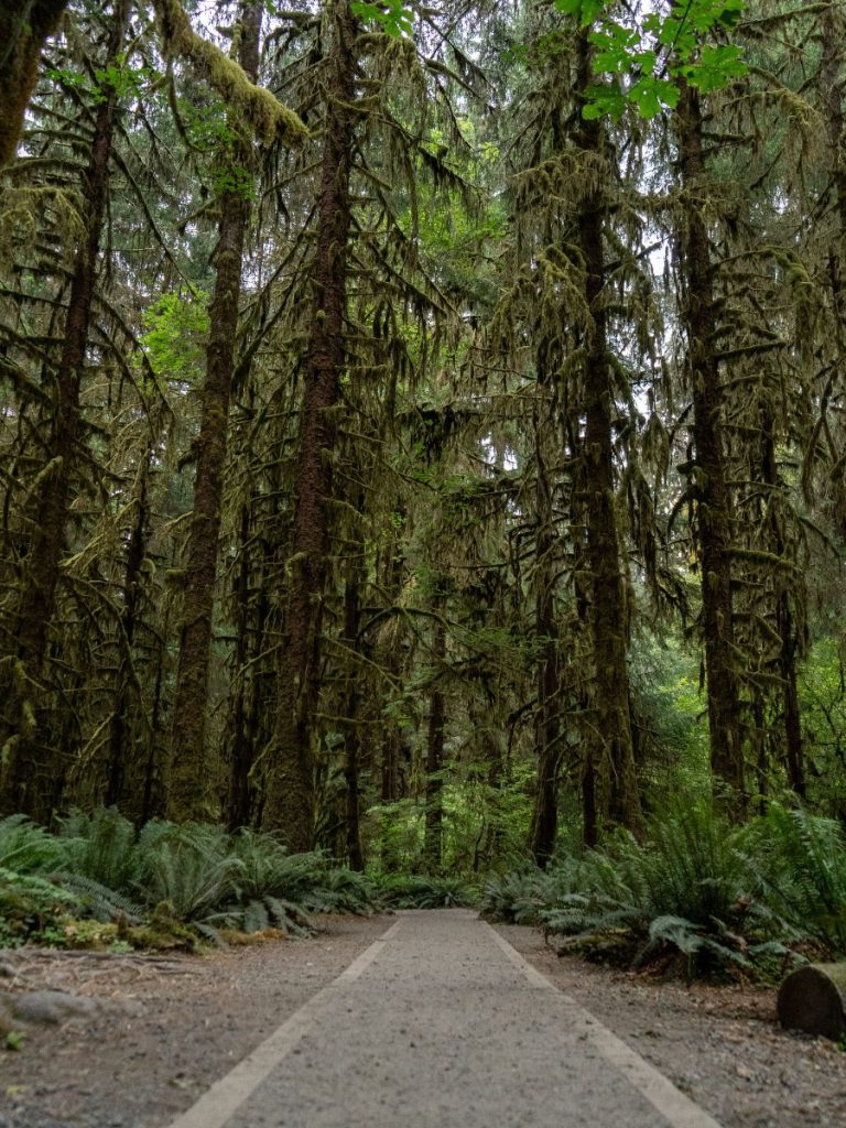 Hall of Mosses trail in Hoh Rain Forest