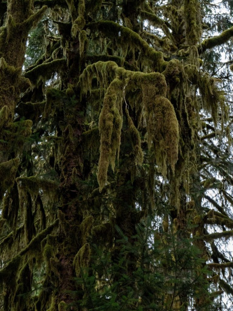 Mossy tree branches in Hall of Mosses in Olympic National Park