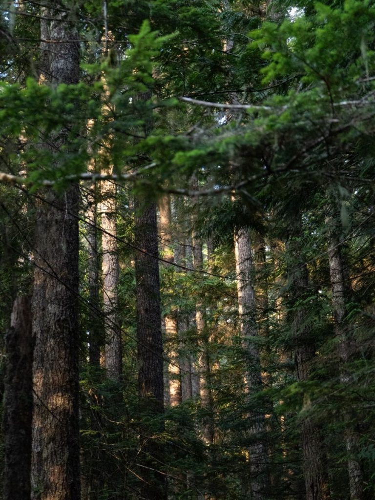 Pacific northwest forest in Olympic National Park