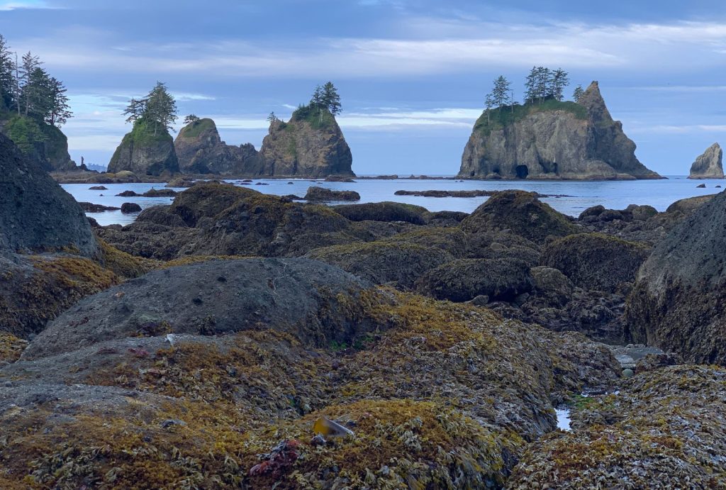 Sea stacks during low tide in Washington State
