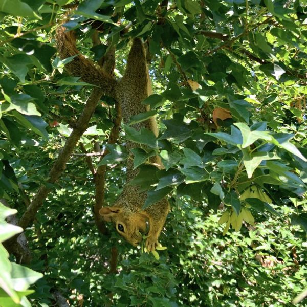 Squirrel hanging from its legs at the Botanic Gardens