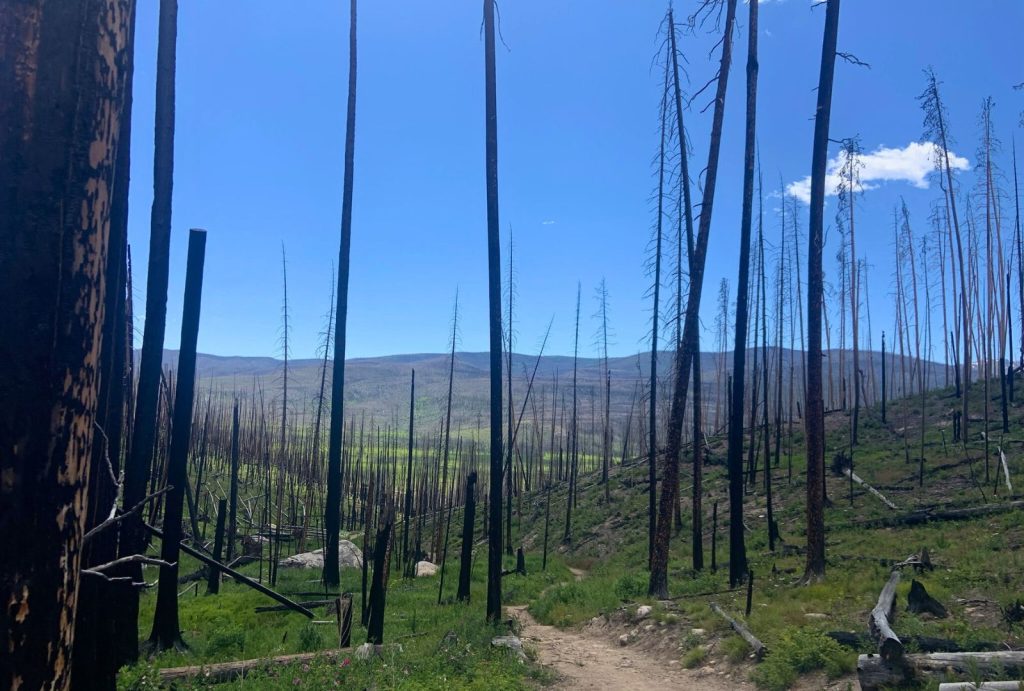 The burned forest at the Green Mountain Trailhead in RMNP