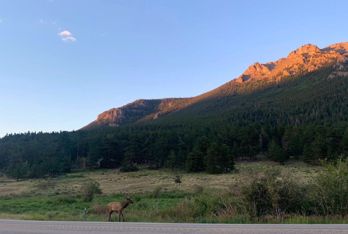Wildlife sighting during my itinerary for Rocky Mountain National Park
